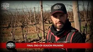 Final end-of-season pruning - Grape vines