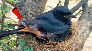 Hungry Drongo Baby is crying in Nest | Waiting for food