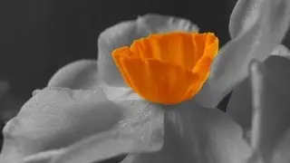 Photoshop Tutorial  - Selective Colour
