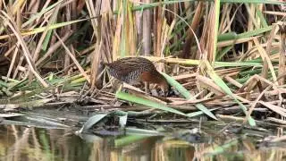 King Rail - Rallus elegans