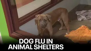 Maricopa County animal shelter dealing with dog flu