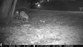 Red Fox vs Red Fox Feeding on the Lawn