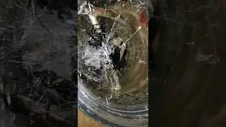 Feeding my FALSE WIDOW SPIDER!?