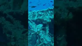 Das Flugzeugwrack vor Elba
