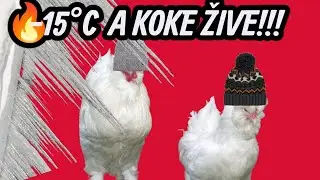 KOKE NOĆE NAPOLJU NA -15&deg;C?! 😱 Evo kako im IMUNITET BUJA i JAJA NE STAJU ZIMI! 🥚🔥