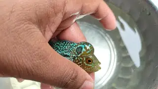 Unexpected Reactions About Golden flowerhorn seller, kolkata best flowerhorn farm,and betta fish .