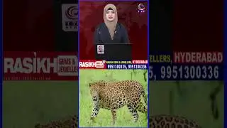 Leopard Sighting Sparks Panic on Alipiri Footpath Route in Tirumala