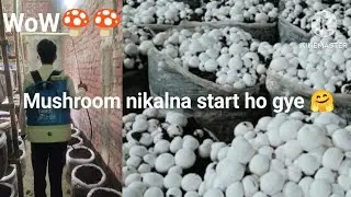 Ashish farming [A.F] || Pani padte hi Mushroom🍄 nikalna start ho gye 🤗