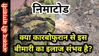 191. कारबोफुरान से नेमाटॉड का इलाज़। #Carbofuran for #Nematode in #Guava
