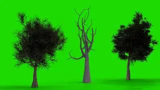 Tree Swaying in Wind VFX | Free 4K Green Screen Animation