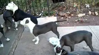 BLUE NOSE PITBULL PUPPIES 