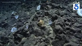 Mysterious golden orb discovered on the ocean floor