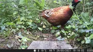 Pheasant (Phasianus Colchicus)