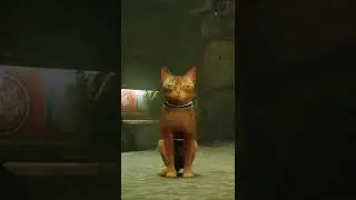Stray