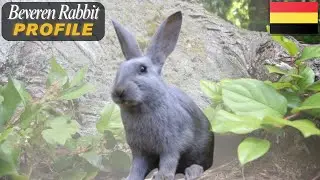 Beveren Rabbit 🐇 | The Gentle Giant of Belgium 🇧🇪 | Breed Profile, Colors & Care Guide