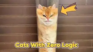 Cats With Zero Logic
