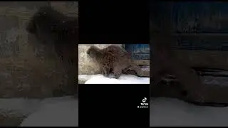 My cat Steel Soul pet love