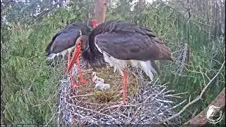 Black stork nesting story 2021💗3 little storks.Grāfiene&Grāfs 💗Melnais stārķis Siguldas novadā.