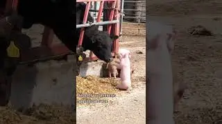 Meet the Cutest Little Piglet Around! #adorablepig