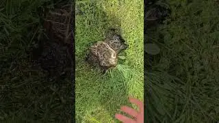 Moss Filter Replacement. Read Below
