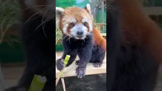 Be quiet, let&rsquo;s listen to the sound of bamboo!😋😋😋#fy #fyp #trending #adorable #redpanda #bamboo