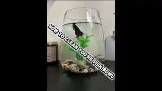 How to clean a fishbowl