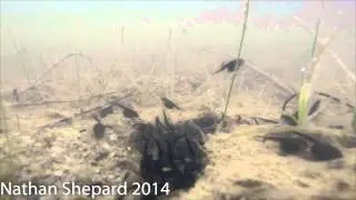 Eastern Spadefoot tadpoles (Scaphiopus holbrookii)