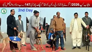 Greyhound Race || Punjab Cup 2026 Semi Final || Chak Chori 147 RB #dog #pets