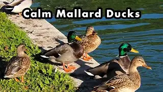 Calm Wild Ducks Swimming In The Pond - Green and Brown Ducks