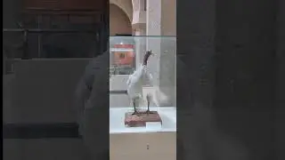 Animal Exhibitions #zoology  #ksu #riyadh #حيوان  جامعة الملك سعود  الرياض #ytshorts #khanmyahiya ‎⁨