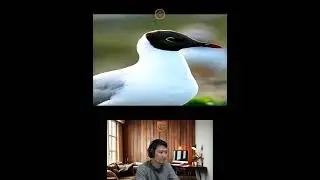 Amazing Animal Growth Journey #animals #funny #cute
