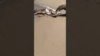 Komodo Dragon eats wild deer