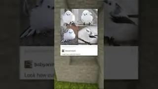 unexpected bird pun