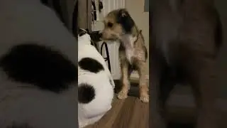 Roxy & Gorgeous  Animal Playtime Continued