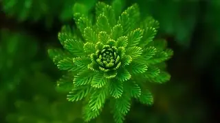 Scorpio 2017 Astrological Forecast