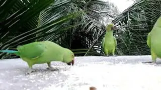 Alexandrine  Green Parakeet Feeding l | Green parrots feeding