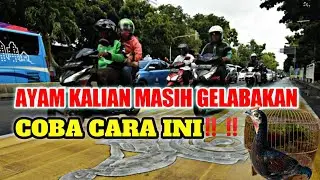TUTORIAL MUDAH MENJINAKKAN AYAM HUTAN  || TERBARU 2023 ‼️‼️