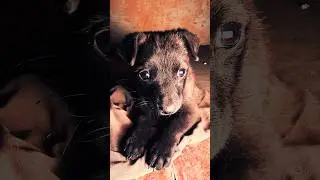 Маленький Пёсель 😁🐶 #shortvideo #рек #shorts #dog #animals #samsung #4k #s25ultra #samsungs25ultra