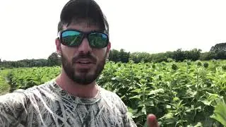 Dove field update 7/3/2021