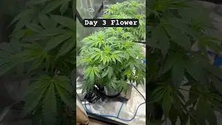 Insane Growth In Just 3 Days Of Flower!