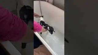 Baby goat Teddy getting a bath!!
