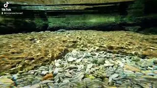 Salado Creek Springs