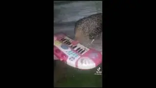 When chicken play LoR