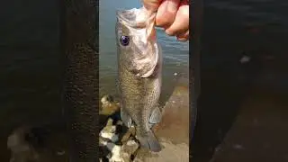 Thursday Cumberland River bank fishing in Tennessee! Catch #3.