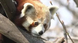 Tiergarten Sch&ouml;nbrunn zu Corona-Zeiten
