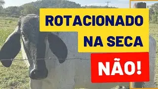 Vale a pena fazer PASTEJO ROTACIONADO no per&iacute;odo da seca?