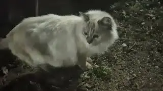 Blissful Encounter: A Stray Cat's Soft Fur