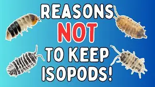 Isopod Pets - Reasons NOT To Keep Isopods | Spooderpods