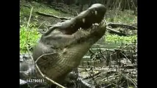 American Alligator Smashes Turtle's Shell To Bits & Then Swallows Entire Turtle Whole