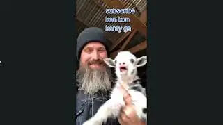 Funny Goats  | funny Lambs  #gyan   #viralshorts #funny #trynottolaugh  #youtubegrowthhack #memes